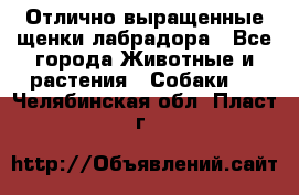 Отлично выращенные щенки лабрадора - Все города Животные и растения » Собаки   . Челябинская обл.,Пласт г.